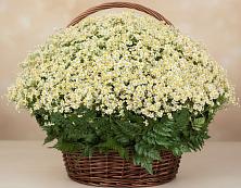 Цветочная композиция из Ромашки в корзине #REPLACE_PRED# Нижнем Одесе