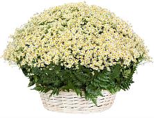 Цветочная композиция из Ромашки в корзине #REPLACE_PRED# Нижнем Одесе